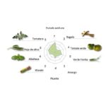 Picual - Imagen 2