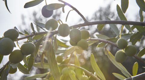 olivos de la finca De Hualdo