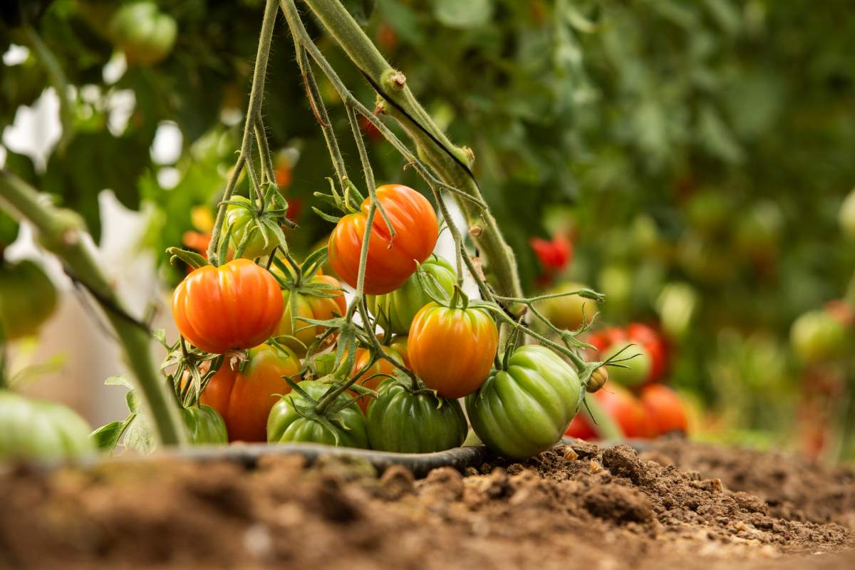 que es la agricultura regenerativa