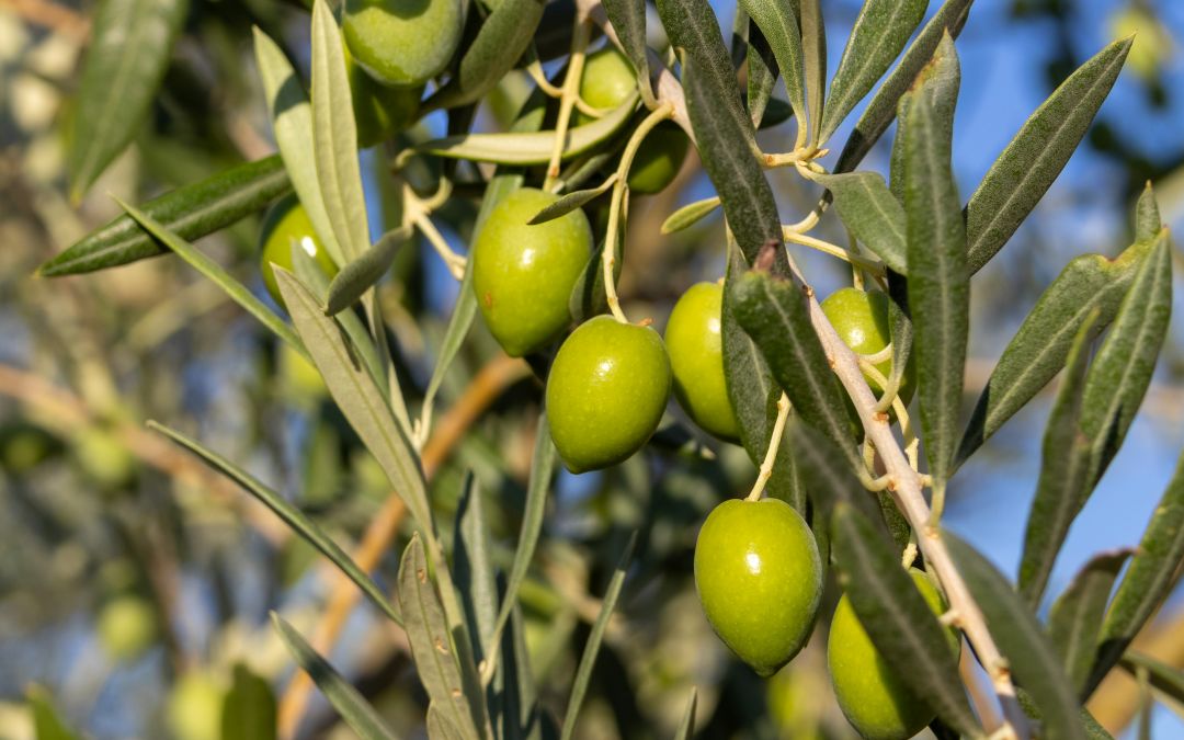 aceituna verde de hualdo